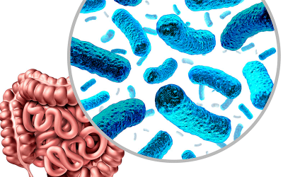 Qué es la Microbiota y Para Qué Sirve