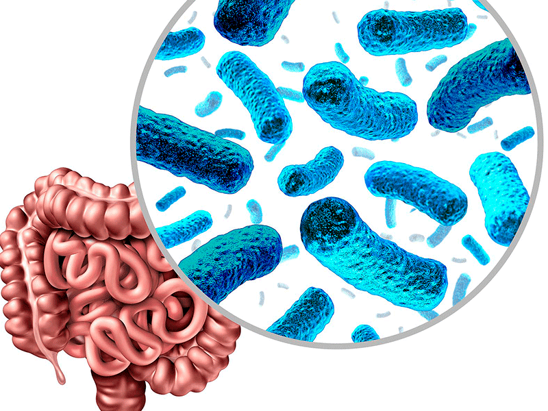 Microbiota azul en intestino delgado