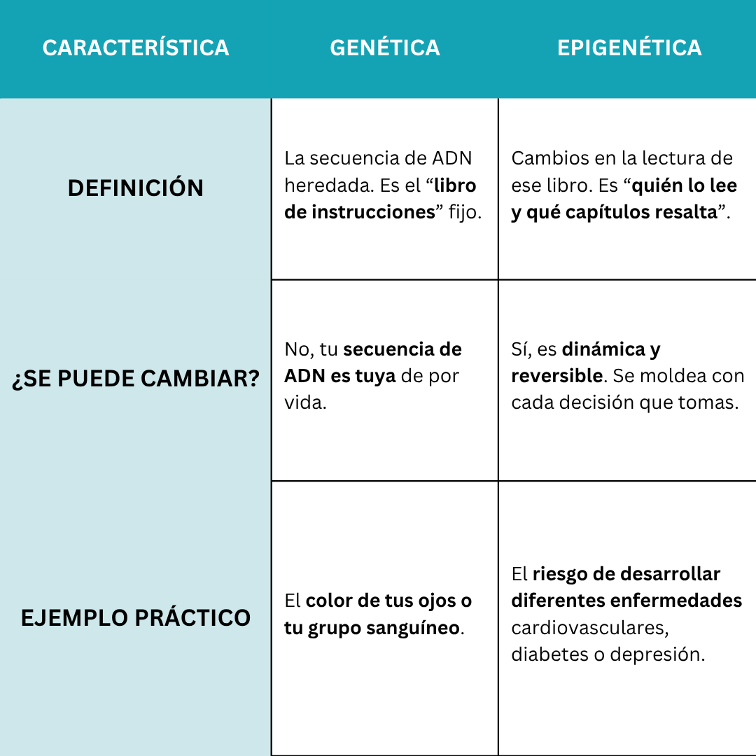 Célula realizando Hidratación Mitocondrial