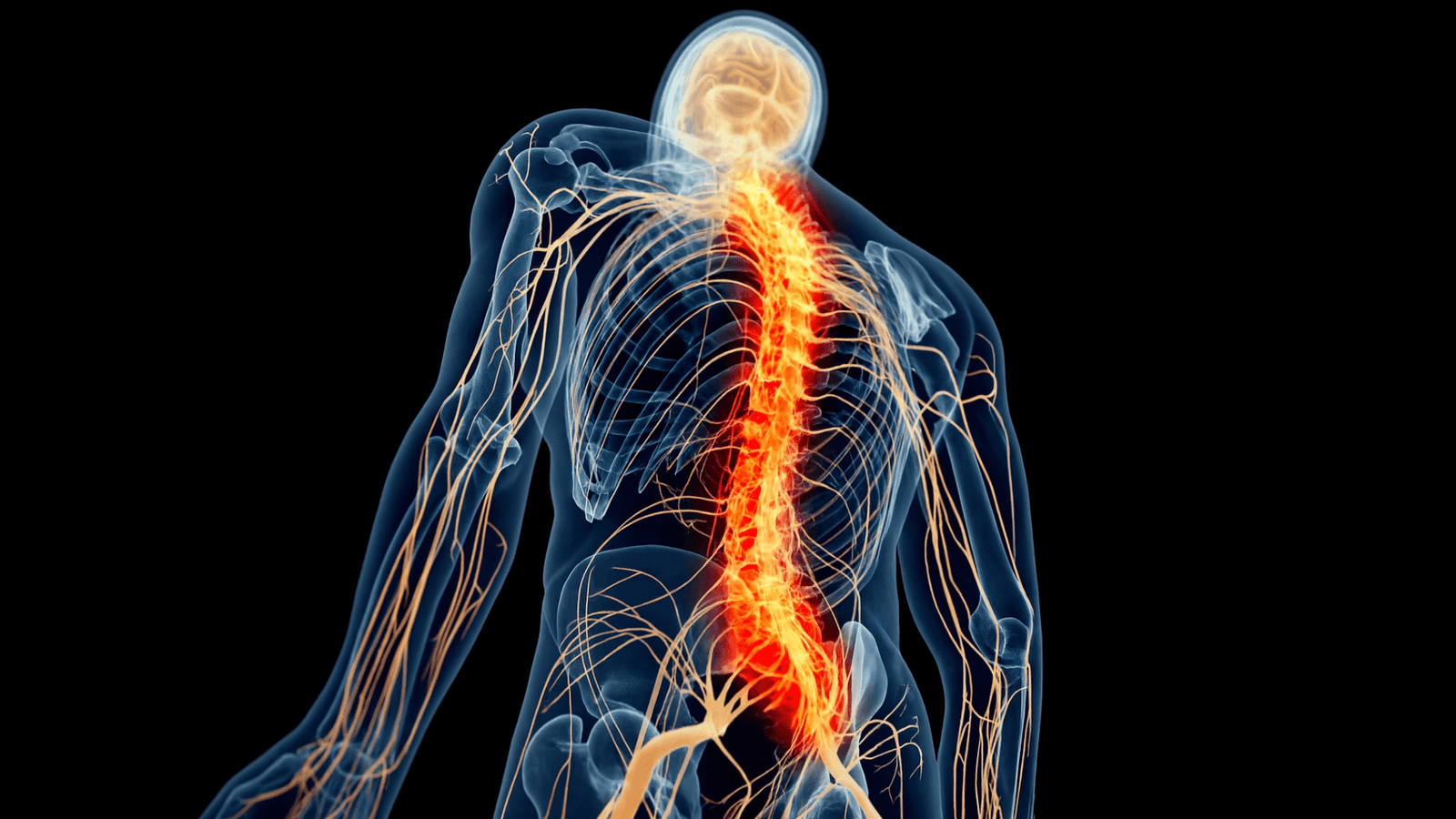 Representación anatómica del nervio vago y sistema nervioso humano en fisioterapia (2) Ilustración médica del sistema nervioso humano mostrando el nervio vago y la médula espinal, destacando su conexión con el cuerpo.