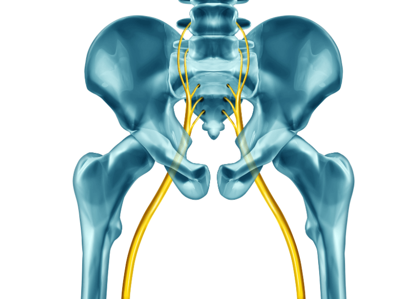 Fernando Arco Centro de Fisioterapia en Almería (2) imagen que muestra cadera y paso del nervio ciatico